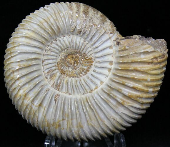 Perisphinctes Ammonite - Jurassic #22832